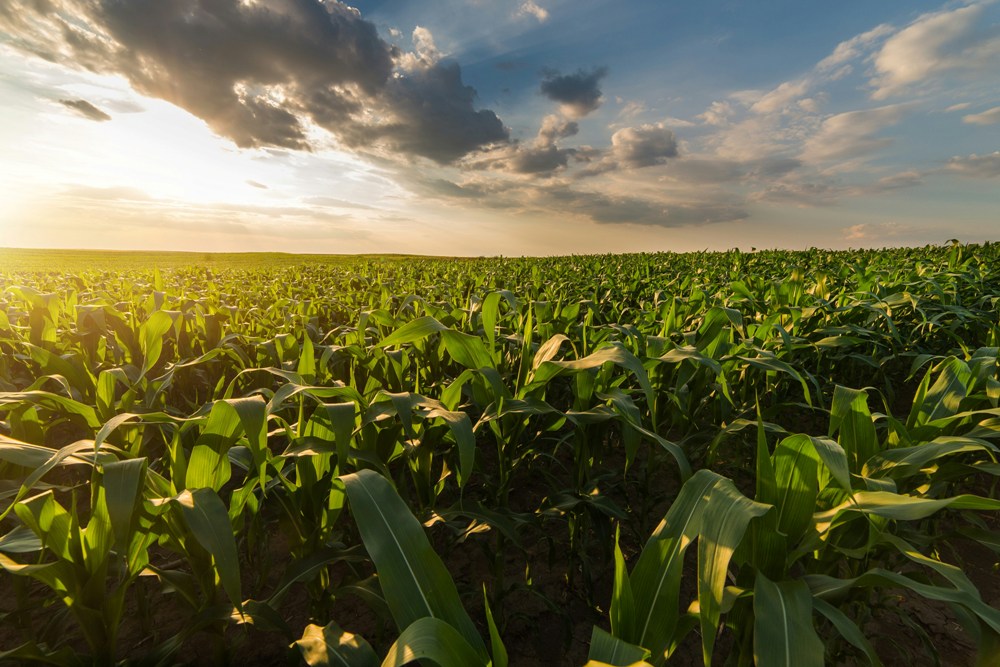 South Texas MAiZE