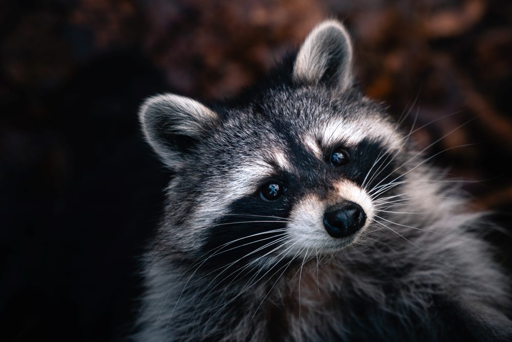 What Scents Do Raccoons Hate?